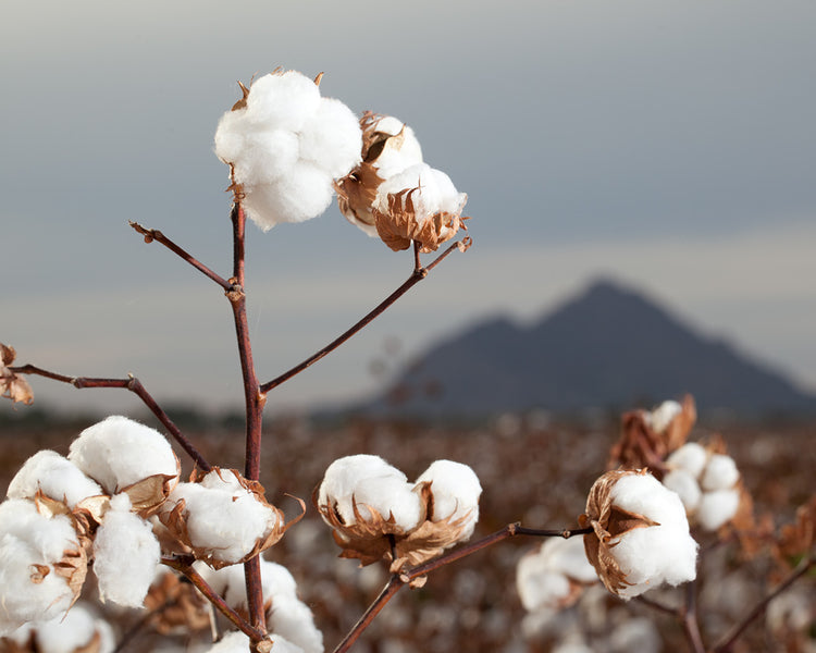 heritage cotton
